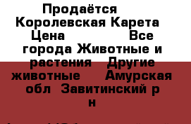 Продаётся!     Королевская Карета › Цена ­ 300 000 - Все города Животные и растения » Другие животные   . Амурская обл.,Завитинский р-н